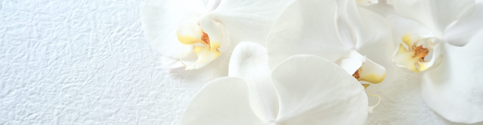 虹のホールみすみ